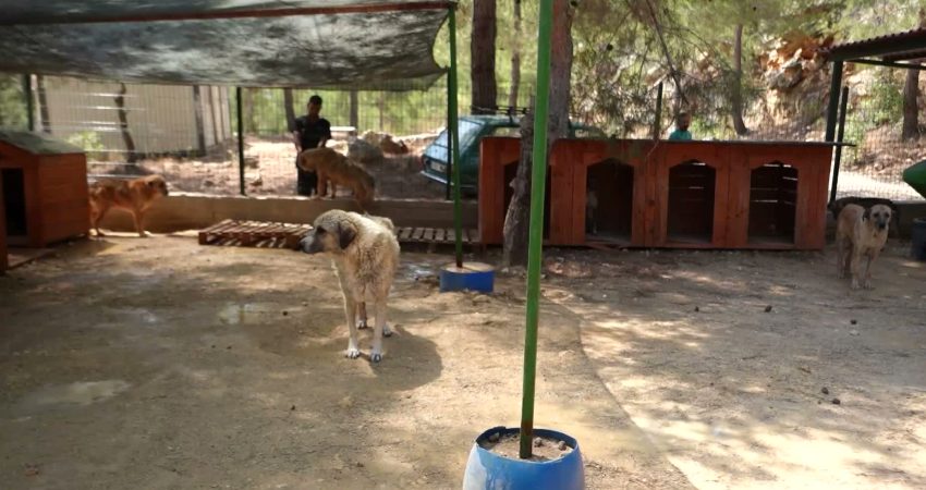 Mersin Büyükşehir Belediyesi; Bozyazı, Silifke ile Kaşlı Geçici Hayvan Bakımevi