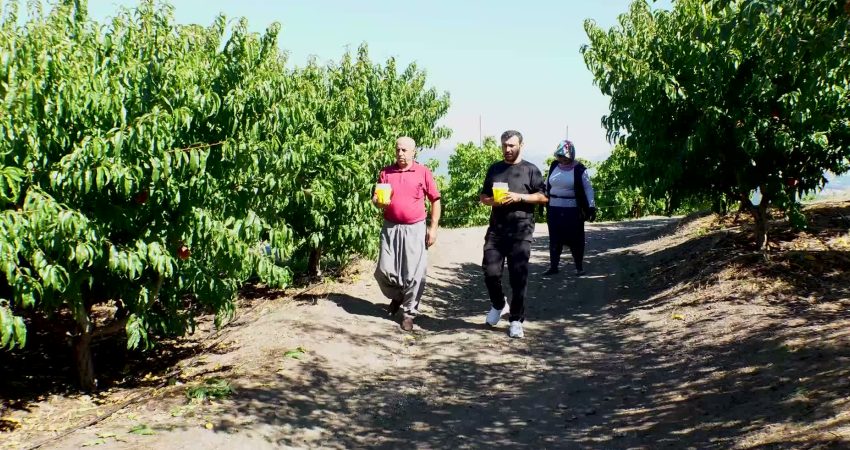 Akdeniz Meyve Sineği ile mücadele kapsamında üreticilere feromon tuzağı desteği