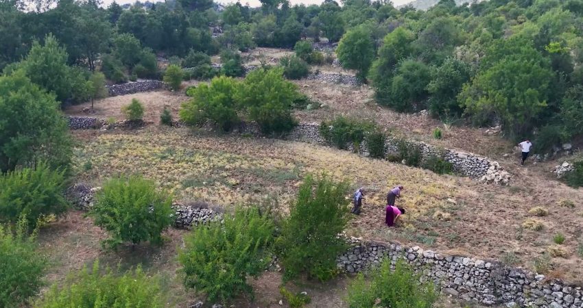 Mersin Büyükşehir Belediyesi’nin ‘Yerel Tohumların Yerinde Korunması ve Pazarlanması Projesi’