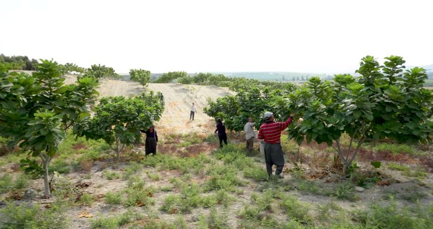 Mersin Büyükşehir Belediyesi’nin verdiği destekle üretilen siyah incir ihraç ediliyor Mersin Büyükşehir Belediyesi tarafından "İncir Fidanı Dağıtımı" projesi kapsamında Tarsuslu