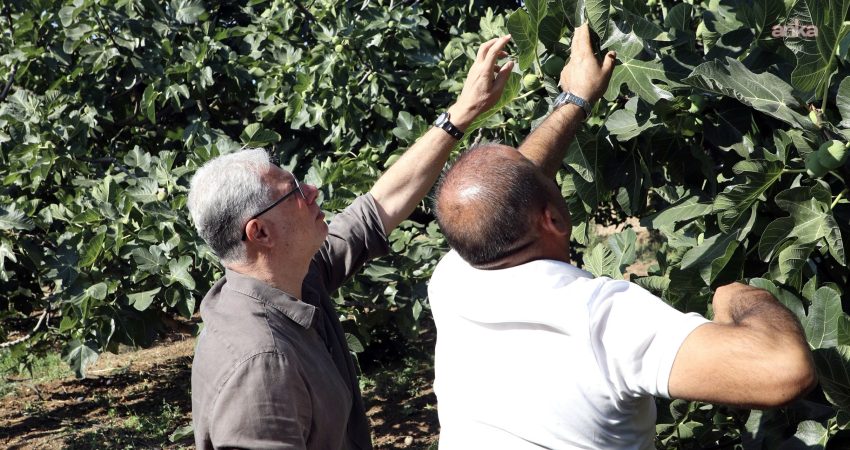 Mudanya Belediye Başkanı Deniz Dalgıç, Mürsel'de incir hasadına katıldı. İncir