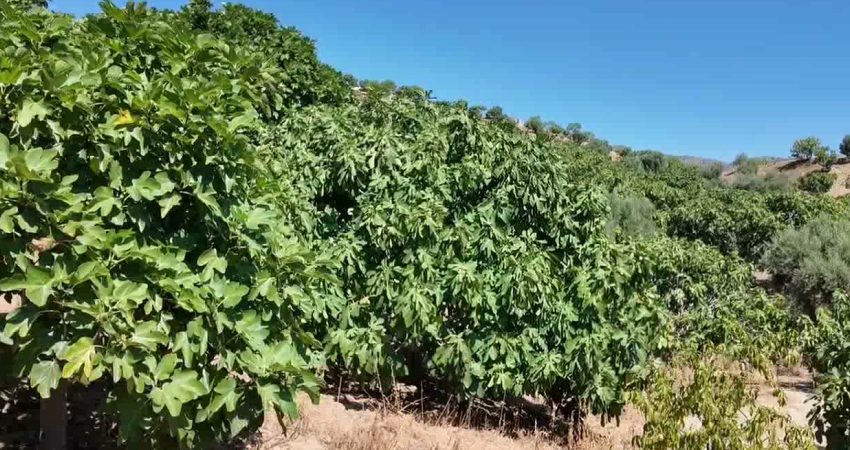 Nazilli’de incir üreticisi tepkili: “Maliyet arttı, ürün para etmiyor” Aydın’ın Nazilli ilçesine bağlı Eycelli Mahallesi’nde incir üreticileri, artan üretim