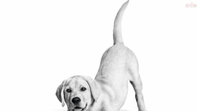 Royal Canin, Türkiye’deki faaliyetlerinin 10. yılında kedi ve köpek sağlığı,