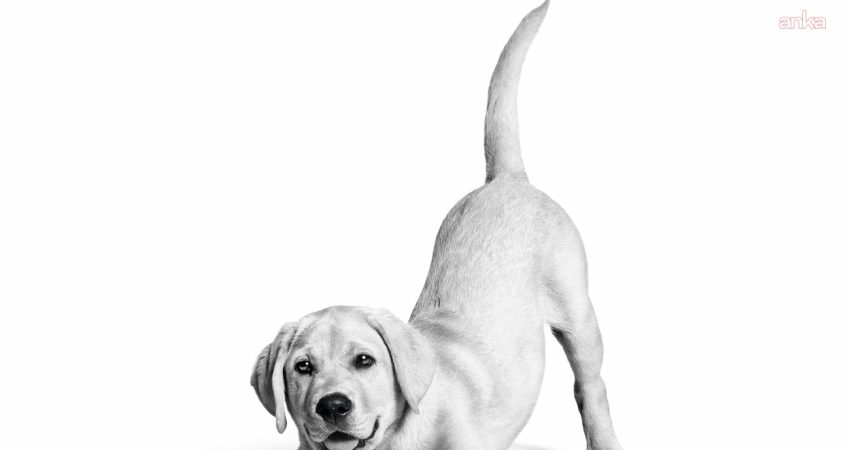 Royal Canin, Türkiye’deki faaliyetlerinin 10. yılında kedi ve köpek sağlığı,