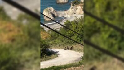 Sinop’un Türkeli ilçesinde yiyecek arayışına çıkan anne ayı ve iki