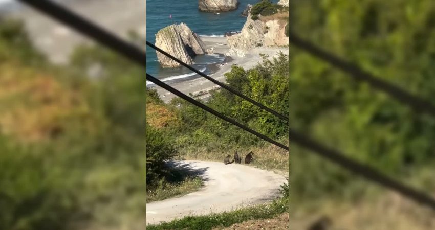Sinop’ta aç kalan ayıların yiyecek arama anları görüntülendi Sinop’un Türkeli ilçesinde yiyecek arayışına çıkan anne ayı ve iki