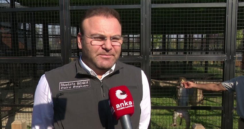 Yozgat'ta vatandaşlarca bulunan ve koruma altına alınan makak maymunu Bozok,