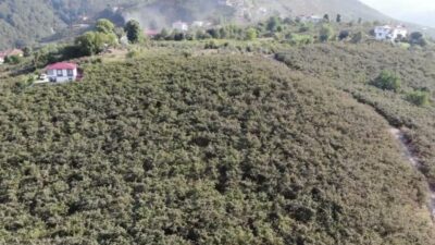 Toprak Mahsulleri Ofisi’nin (TMO) Giresun kalite fındık için açıkladığı 255