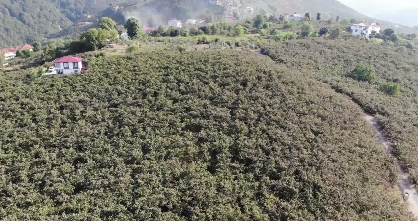 Toprak Mahsulleri Ofisi’nin (TMO) Giresun kalite fındık için açıkladığı 255