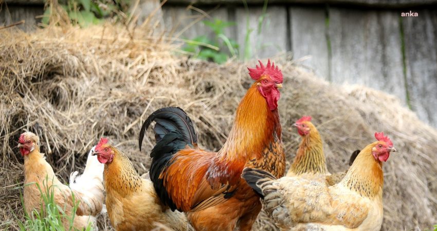 TÜİK'in haziran ayı "Kümes Hayvancılığı Üretimi" verilerine göre, tavuk eti