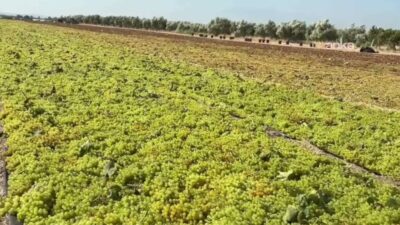Manisa’nın Alaşehir ilçesinde bir üzüm üreticisi, ıskarta üzümün geçen yıl