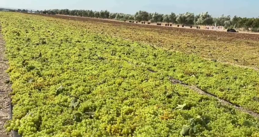 Manisa’nın Alaşehir ilçesinde bir üzüm üreticisi, ıskarta üzümün geçen yıl