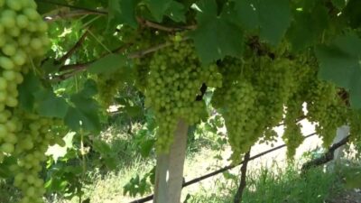 Manisa'nın Alaşehir ilçesinde üzüm üreticileri, kuru üzüm için en az