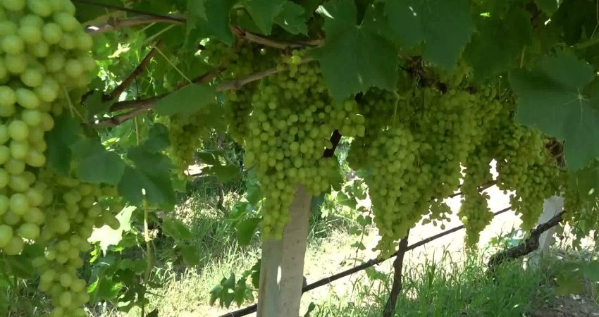 Manisa'nın Alaşehir ilçesinde üzüm üreticileri, kuru üzüm için en az