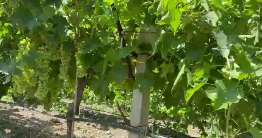 Manisa’nın üzüm üretim merkezlerinden Alaşehir’de hasat yaklaşırken üreticiler artan maliyetler