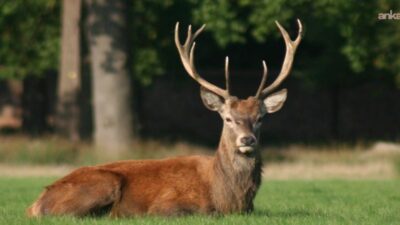 Dünya Doğayı Koruma Vakfı (World Wide Fund for Nature-WWF), orman