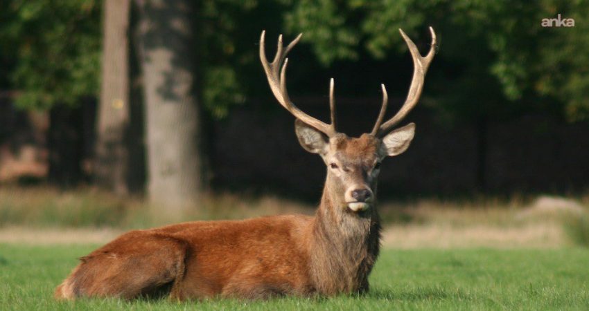 Dünya Doğayı Koruma Vakfı (World Wide Fund for Nature-WWF), orman