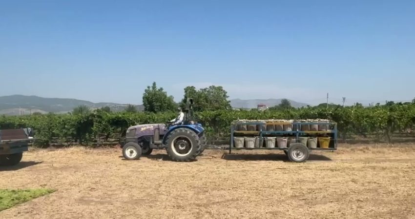 YENİ Parti Manisa Milletvekili Bekir Başevirgen, Manisa Ahmetli’de üzüm üreticilerini