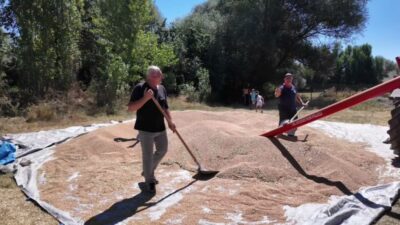 Hububat hasadının devam ettiği Yozgat’ta çiftçiler, yüksek üretime rağmen ürün