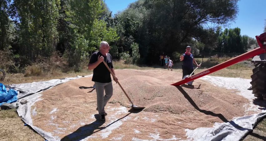 Hububat hasadının devam ettiği Yozgat’ta çiftçiler, yüksek üretime rağmen ürün
