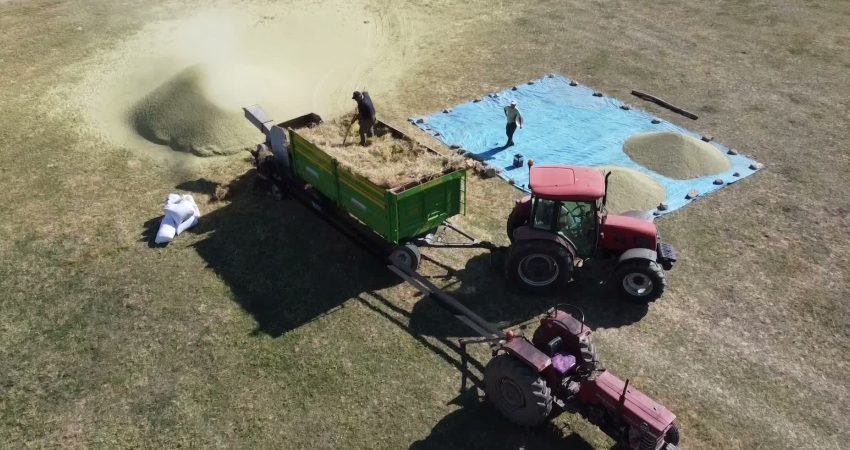 Yozgat’ta bu yıl mercimek üretim rekoltesi ve kalitesi yüksek olmasına