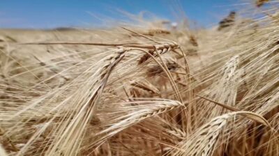 Yozgat’ta yağışların etkisiyle hububat verimi yükselirken, Toprak Mahsulleri Ofisi (TMO)