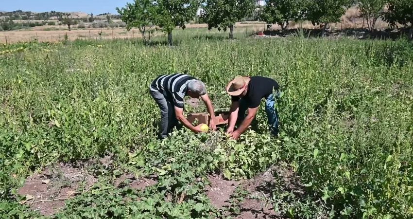Yozgat’ta coğrafi işaretli Bağrıbütün kavunu tezgahlardaki yerini aldı Yozgat'ın Aydıncık ilçesinde halk arasında “yer muzu” diye adlandırılan, ilçeye
