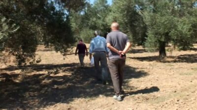 Balıkesir'de zeytin üreticileri artan maliyetler karşısında devlet desteğinin şart olduğunu dile