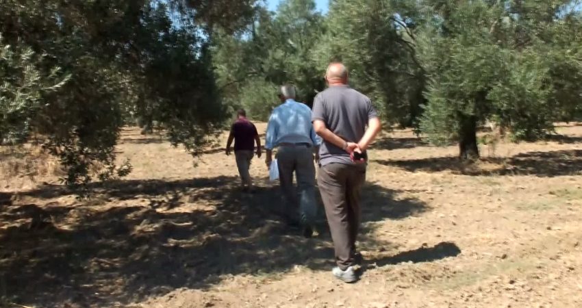Balıkesir'de zeytin üreticileri artan maliyetler karşısında devlet desteğinin şart olduğunu dile