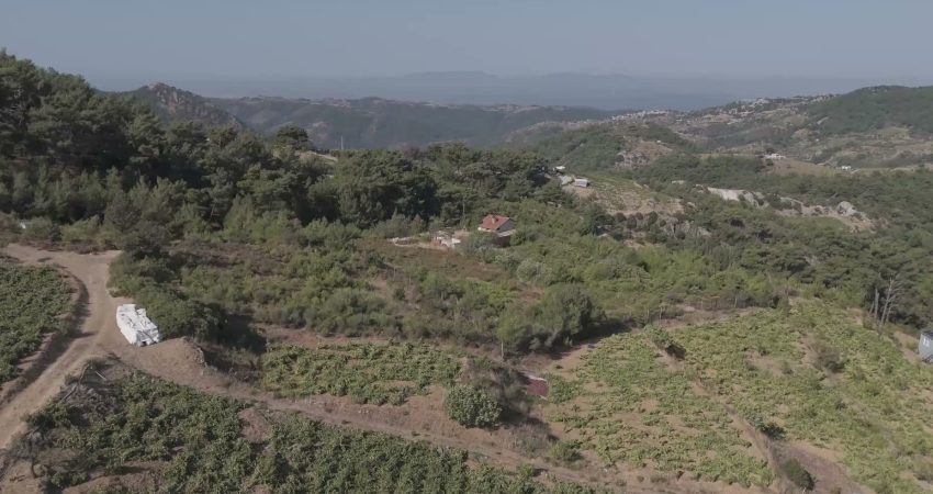 Karabağlar Belediyesi tarafından Kavacık’ın tarımsal ve kültürel değerlerini tanıtmak amacıyla düzenlenen Kavacık Üzüm Festivali,