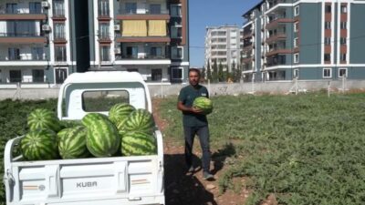 Adıyaman Belediyesi’nin Yeni Mahalle’de kimyasal ilaç ve gübre kullanmadan yetiştirdiği