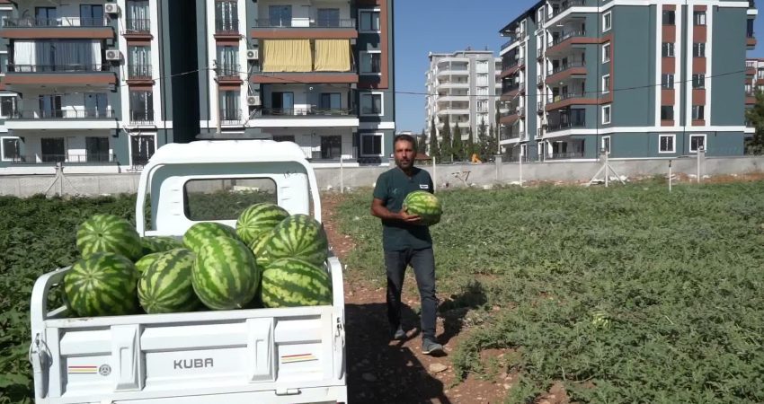 Adıyaman Belediyesi’nin karpuz hasadında ilk ürünler tezgaha çıktı Adıyaman Belediyesi’nin Yeni Mahalle’de kimyasal ilaç ve gübre kullanmadan yetiştirdiği