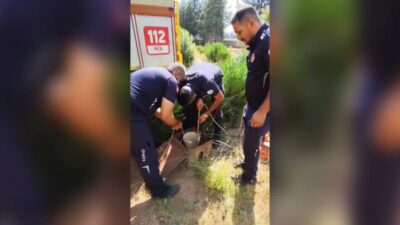 Adıyaman’da bir sitenin bahçesindeki kuyuya düşerek mahsur kalan yavru kedi,