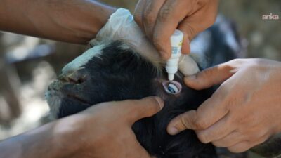 Antalya Büyükşehir Belediyesi Veteriner İşleri Dairesi Başkanlığı ekipleri, kırsal mahallelerde