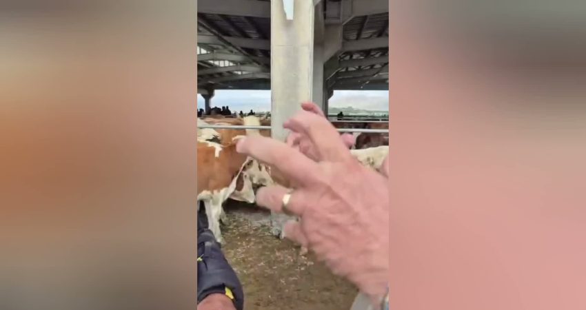 Anahtar Parti Ardahan İl Başkanı Tekin Alptekin, Ardahan Hayvan Pazarı’nda