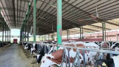 Aydın'da çiftçilik yapan Servet Başkaya, tarım ve hayvancılık sektöründeki sorunlara