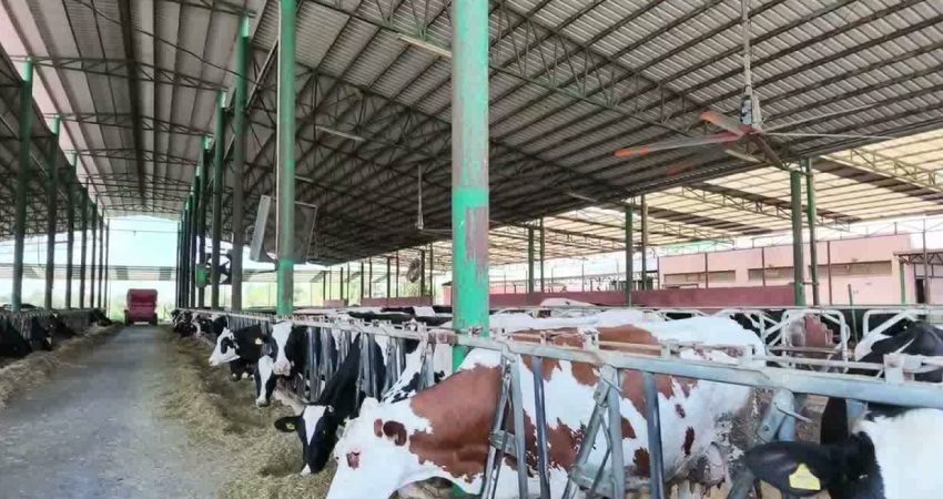 Aydın'da çiftçilik yapan Servet Başkaya, tarım ve hayvancılık sektöründeki sorunlara