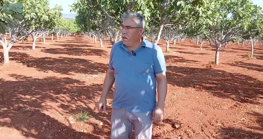 Aydın’da yol yapım çalışmaları sırasında oluşan toz incirleri dalından döktü Aydın'ın Karacasu ilçesine bağlı Yaykın Mahallesi'nde yol yapım çalışmaları sırasında