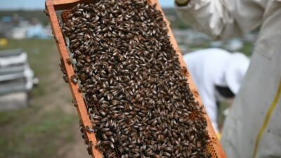Yüksek rakımlı yaylalarda organik yöntemlerle üretilen bal hasadı devam ediyor.