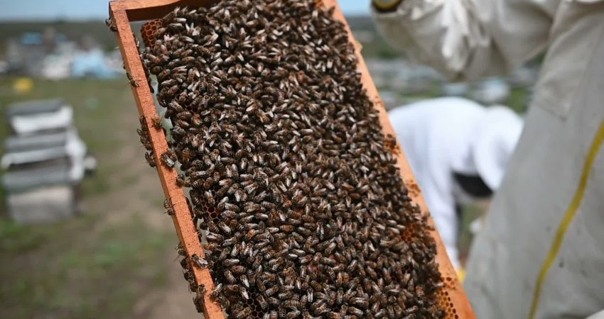 Yüksek rakımlı yaylalarda organik yöntemlerle üretilen bal hasadı devam ediyor.