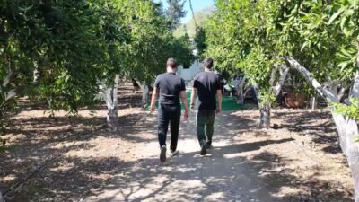 Bodrum Belediyesi, coğrafi işaretli Yeşil Bodrum Mandalini'nin üretimini ve mandalin
