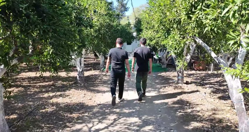 Bodrum Belediyesi, coğrafi işaretli Yeşil Bodrum Mandalini'nin üretimini ve mandalin