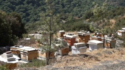 Bornova Belediye Başkanı Ömer Eşki, Kayadibi’ndeki belediye arılığında düzenlenen bal