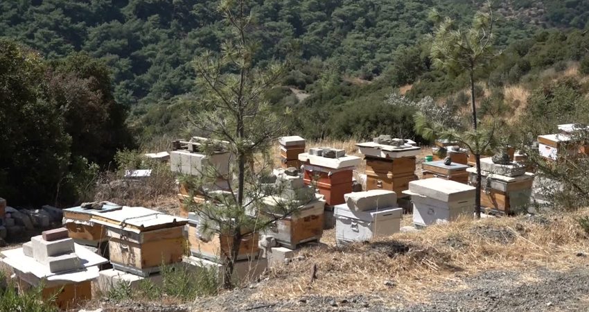 Bornova’da belediye arılığından Kent Market’e dayanışma balı: İhtiyaç sahiplerine ücretsiz ulaştırılıyor Bornova Belediye Başkanı Ömer Eşki, Kayadibi’ndeki belediye arılığında düzenlenen bal