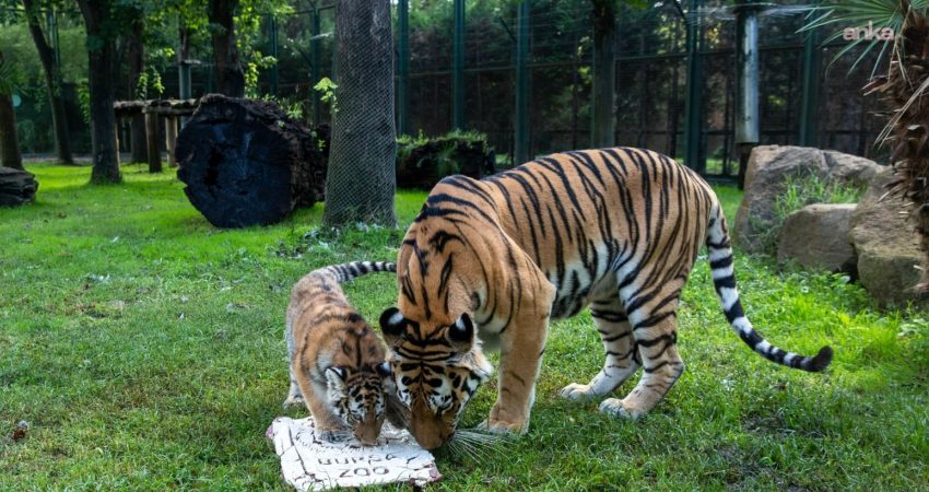 Bursa Hayvanat Bahçesi’nin yavru kaplanı “Virginia” 100 günlük oldu Bursa Büyükşehir Belediyesi Hayvanat Bahçesi’nde dünyaya gelen ve Türkiye’de doğan