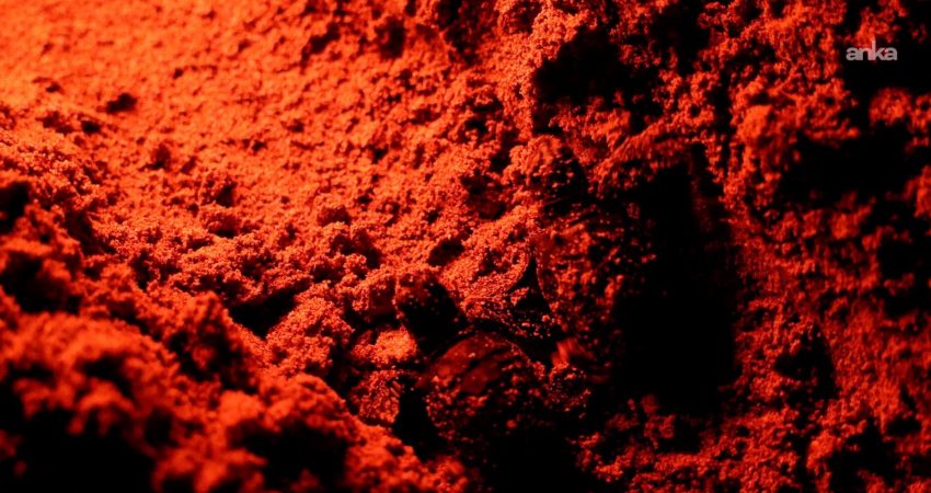 Didim’in Manastır Koyu’nda koruma altındaki yuvalardan çıkan sezonun son caretta