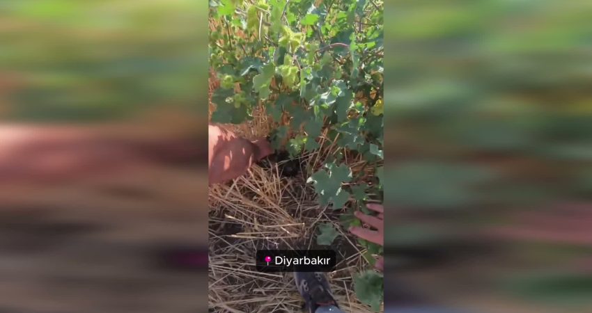 Doğa Koruma ve Milli Parklar Genel Müdürlüğü (DKMP), yasa dışı