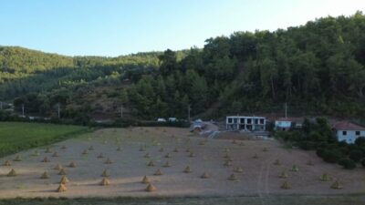 Muğla’nın Ula ilçesine bağlı Gökova’da susam hasadı başladı. Yalabuk Ovası’nda