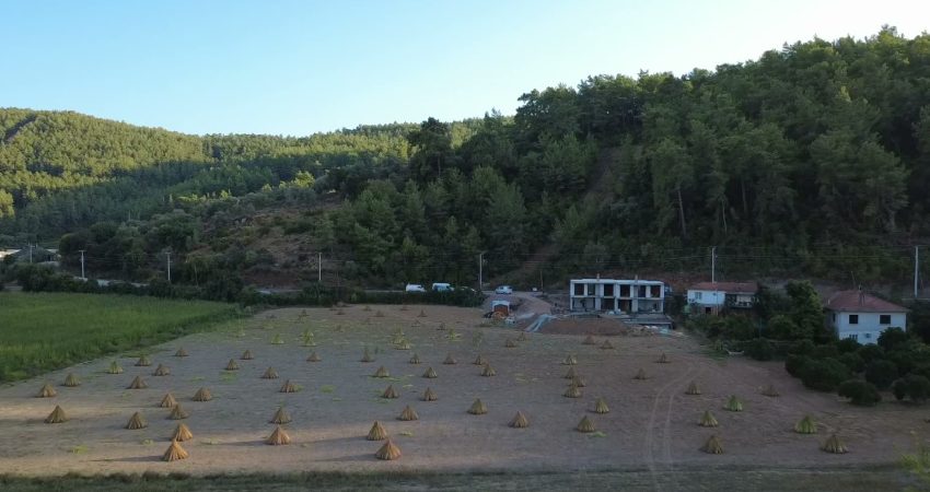 Muğla’nın Ula ilçesine bağlı Gökova’da susam hasadı başladı. Yalabuk Ovası’nda