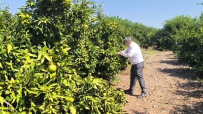 Hatay'ın Erzin ilçesinde narenciye üreticisi olan Oktay Vaysal Özsoy, kilogram